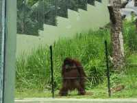 “Zoo Negara — Malaysia’s Wild Heart of Adventure and Conservation”