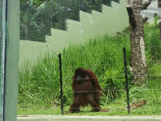 “Zoo Negara — Malaysia’s Wild Heart of Adventure and Conservation”