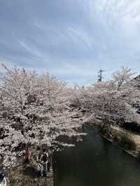 京都賞櫻之旅