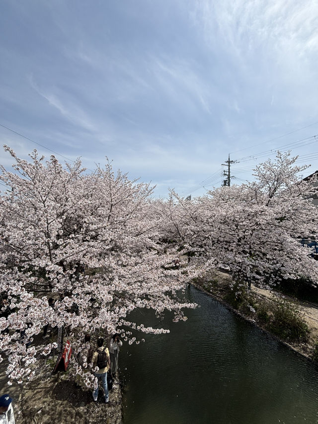 京都賞櫻之旅