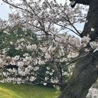 Koishikawa Korakuen Garden, Tokyo
