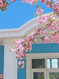 Minhang Cultural Park Cherry Blossoms– Shanghai’s Best-Kept Sakura Secret