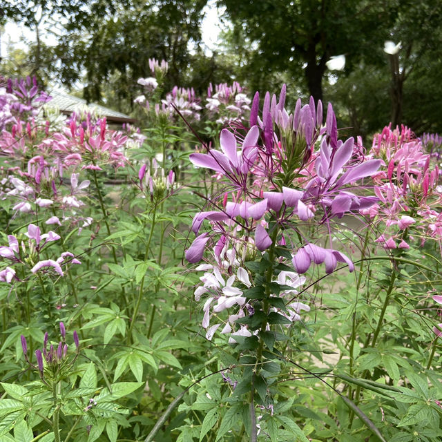 春日浪漫繡球花海・大安森林公園花季限定美景