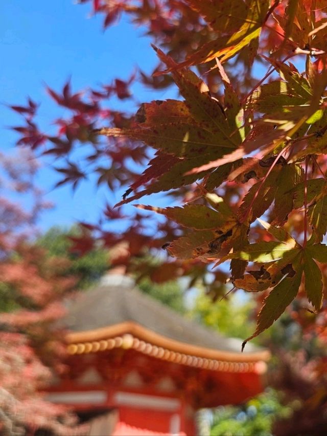 京阪一日賞楓行程，東福寺紅葉海 × 大阪城金秋散步