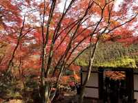 【二尊院の紅葉｜嵯峨野に広がるもみじのトンネル】