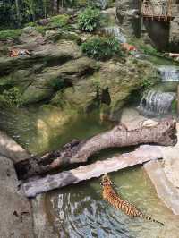 Into the Wild: Exploring Singapore’s Rainforest Wild Asia