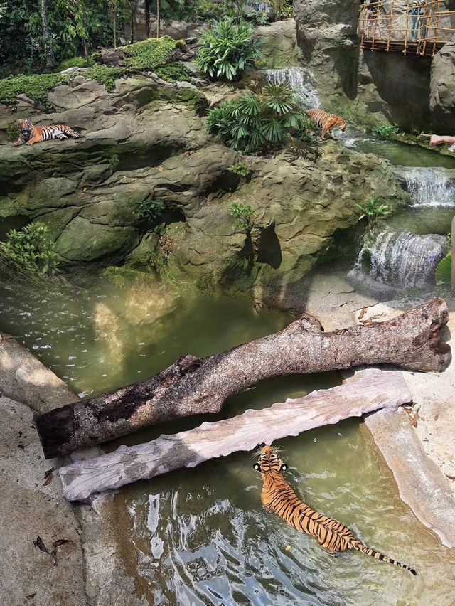 Into the Wild: Exploring Singapore’s Rainforest Wild Asia