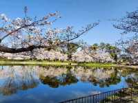 名古屋-名城公園，散步休閒的賞櫻好去處