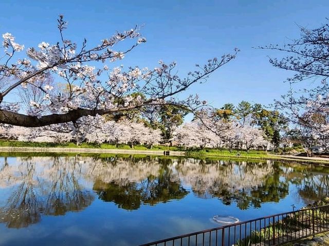 名古屋-名城公園，散步休閒的賞櫻好去處