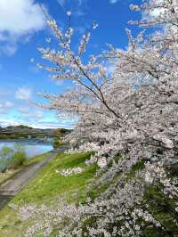 Cherry Blossom in Miyagi, having fun in Disneyland, relaxing time in onsen.