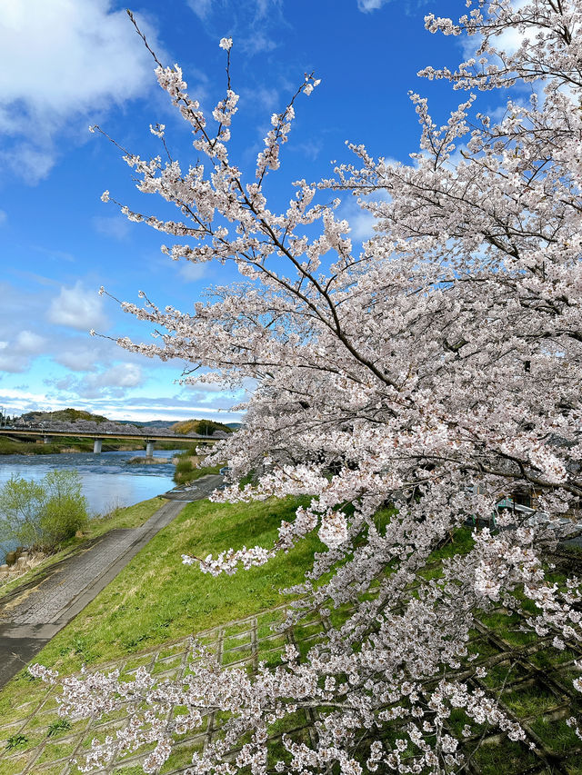 Cherry Blossom in Miyagi, having fun in Disneyland, relaxing time in onsen.