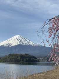 早朝の贅沢、富士山と桜をひとりじめ
