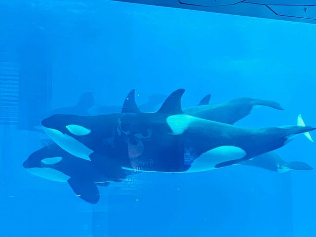 榮獲2大獎項的全球最大室內的樂園：飛船樂園