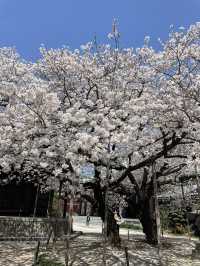 福岡櫻花富翁