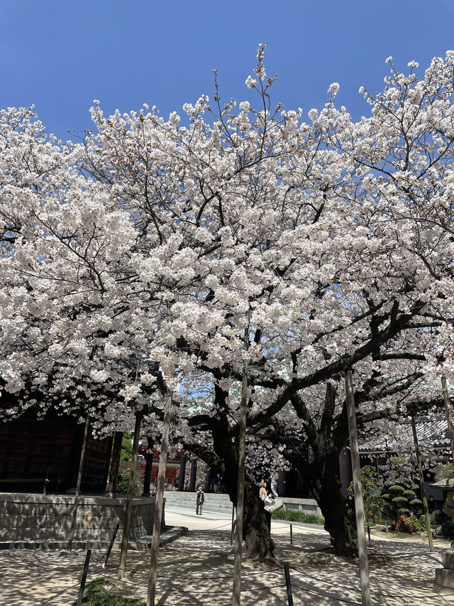 福岡櫻花富翁