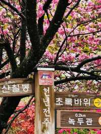 Wansan Chilbong Flower Garden: A Double Cherry Blossom Delight 🌸🌸