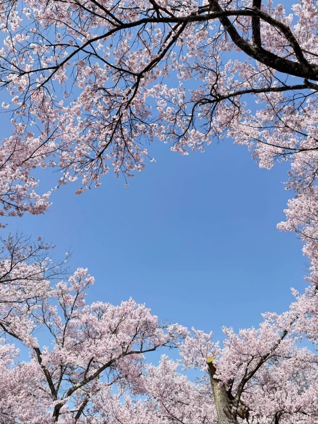 Timeless Blooms: Springtime Magic at Takato Castle