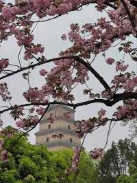 西安大雁塔廣場觀賞櫻花及音樂噴泉秀
