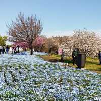 赤塚公園｜城市綠洲之美