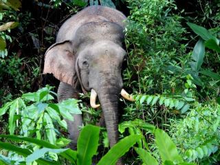 Jungle Diaries: My Wild (and Slightly Buggy) Adventure in Deramakot 🌿🐘