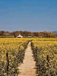 Floral Beauty of Namji Sports Park