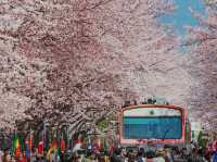 Jinhae Gunhangje Festival: Korea’s Most Spectacular Cherry Blossom Extravaganza**   