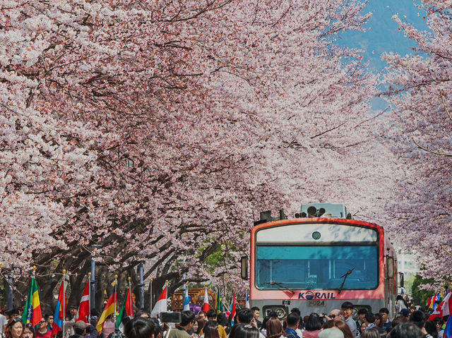 Jinhae Gunhangje Festival: Korea’s Most Spectacular Cherry Blossom Extravaganza**   