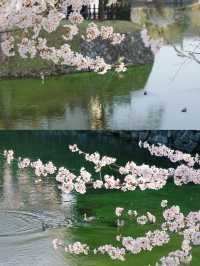Matsumoto Castle Cherry Blossoms 🌸 