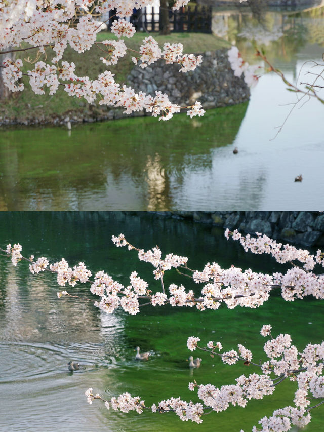 Matsumoto Castle Cherry Blossoms 🌸 