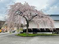 Kakunodate Sakura | Akita's "Little Kyoto" Samurai Blossoms