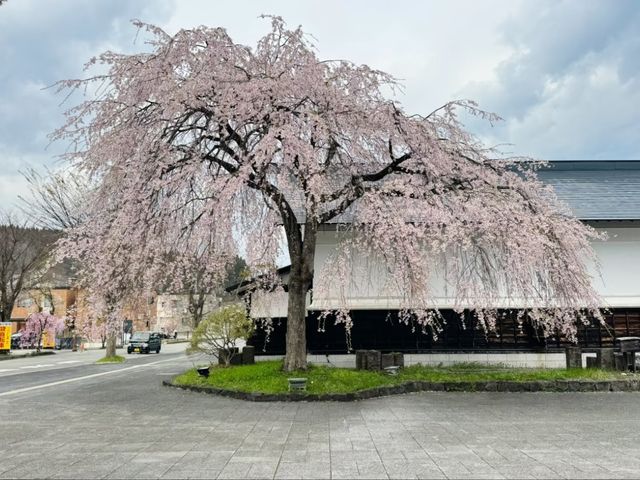 Kakunodate Sakura | Akita's "Little Kyoto" Samurai Blossoms