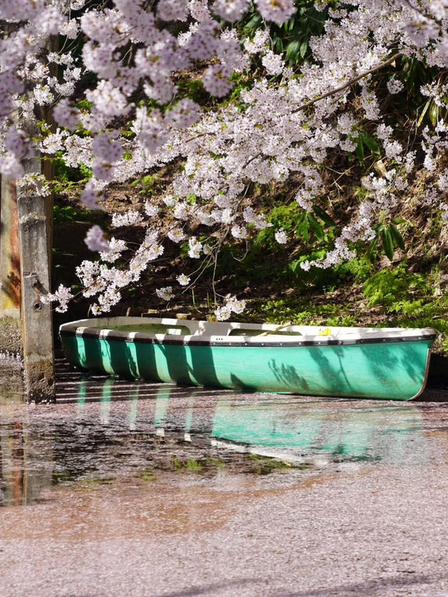 青森弘前城：櫻花簇擁的江戶浪漫 🌸🏯