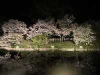 三渓園でお花見　夜ver @横浜🌃🌸