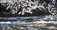 🚣♂️🌿 Hozugawa River Boat Ride: Kyoto’s Wildest (and Chillest) Adventure! 🌿🚣♂️