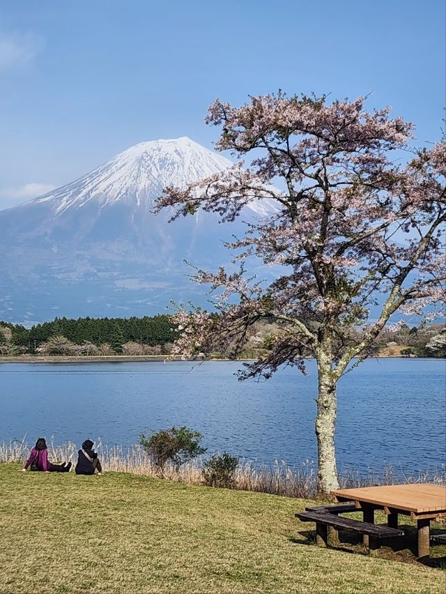 Tanuki Lake Sakura | Where Fuji Meets Floral Perfection
