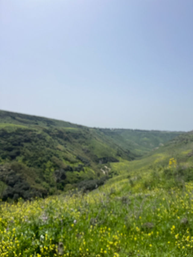Golden Canola Fields Golan