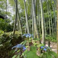 【鎌倉】花の寺として親しまれている長谷寺 見所満載