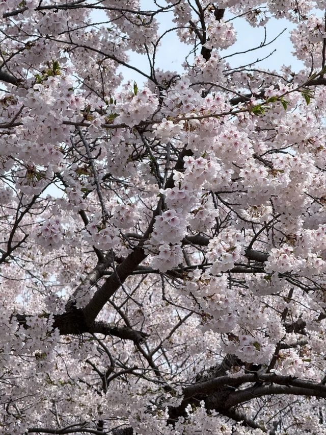 Japan's Only Crane-and-Sakura Duet