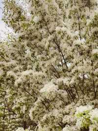 Discovering Wildflower Beauty at Deul's Park