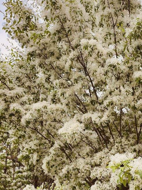 Discovering Wildflower Beauty at Deul's Park