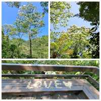 造訪土城的桐花公園