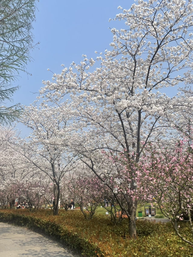 봄날에 갈만한 상해 공원(구춘공원/顾村公园/벚꽃