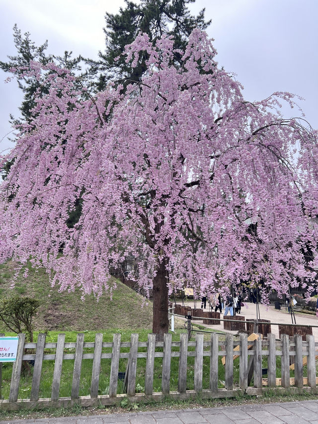 絕美賞櫻勝地 陰天也超美 弘前公園☺️