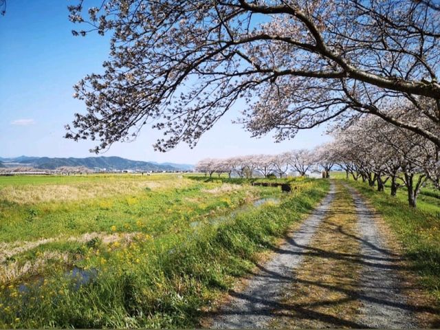 粉色櫻花與鮮黃油菜花交織的春日美景---福岡縣草場川櫻花並木