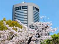 大阪城市綠洲---南天滿公園的櫻花長廊