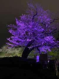 “City in Bloom: Sakura Pulse of Shibuya”