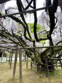 【福岡観光】樹齢100年以上の藤棚が広がる公園✨️