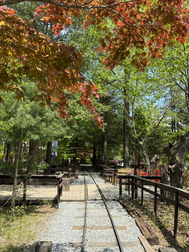 Day Trip to Nami Island 🇰🇷