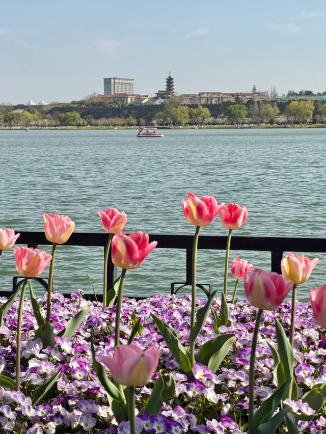 The Most Fragrant Citywalk Route at Xuanwu Lake 🌸