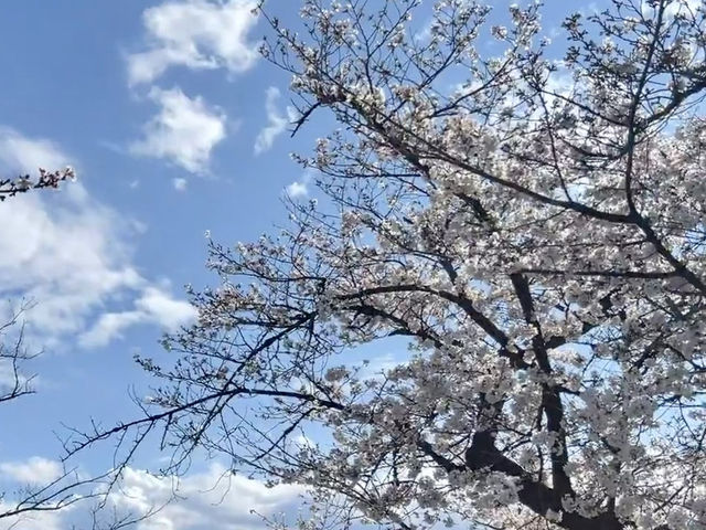 東京最熱鬧的櫻花祭典：上野公園春日漫遊🌸
